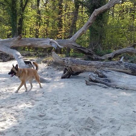 Ferienhaus Am Wald Loissin Eksteriør billede